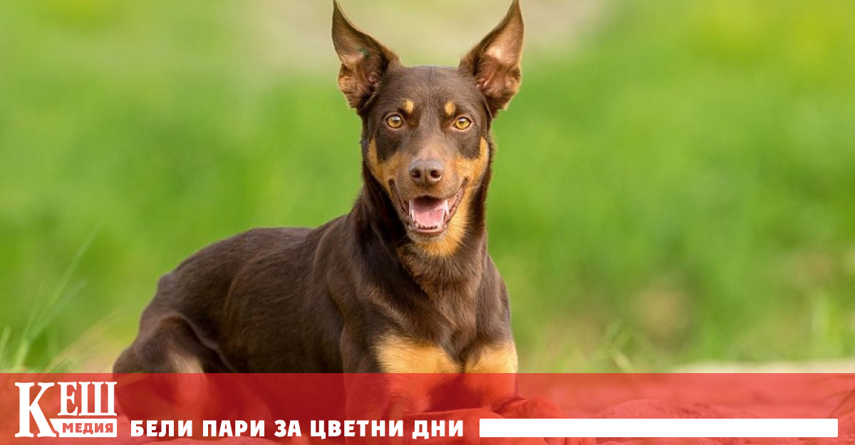 Нов световен рекорд на пазара за работещи кучета