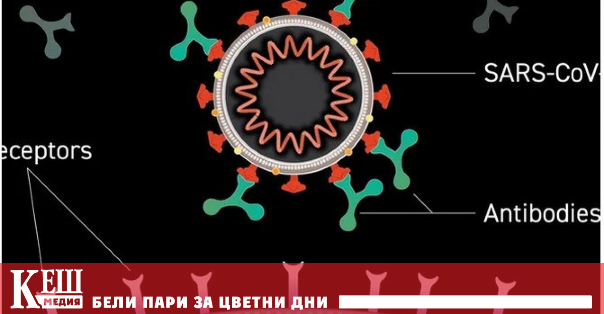 Каква е разликата между антителата след ваксиниране и след коронавируса