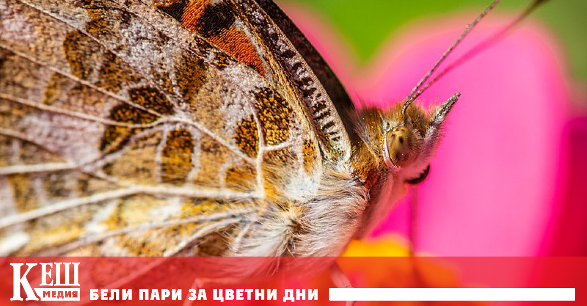 Миграциите на насекоми от Африка и заплахата за Европа