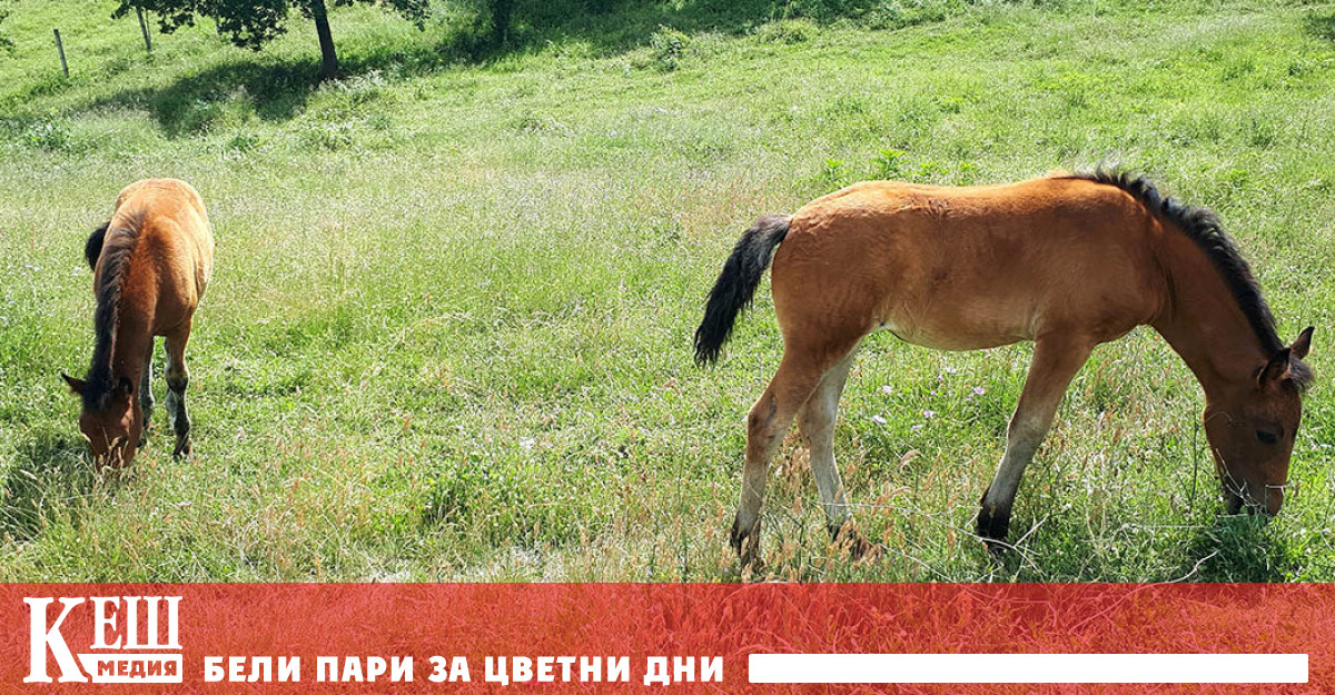 Дребните земеделски стопани получиха 3,2 млн. лева за Кампания 2020