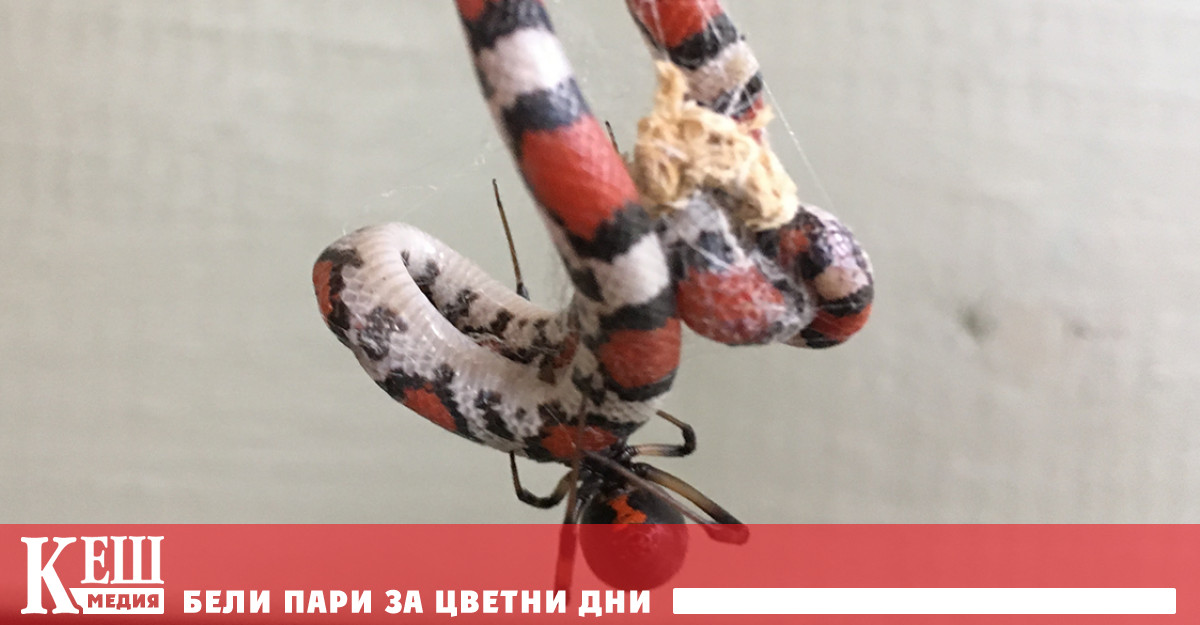 Необичайна плячка: паяци ядат змии