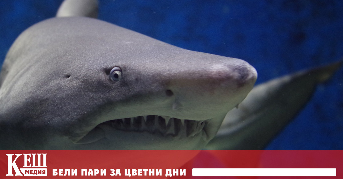 Топлокръвните риби плуват по-бързо, показва проучване