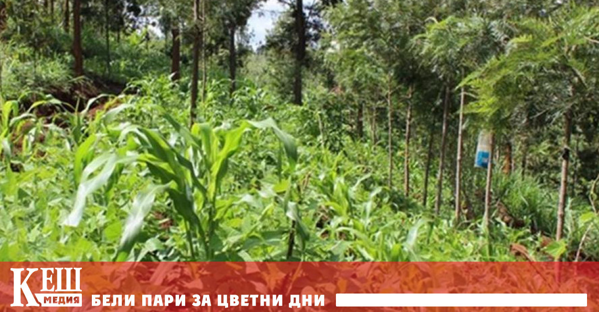 Засаждането на дърво в много случаи е символичен жест, но вече е различно