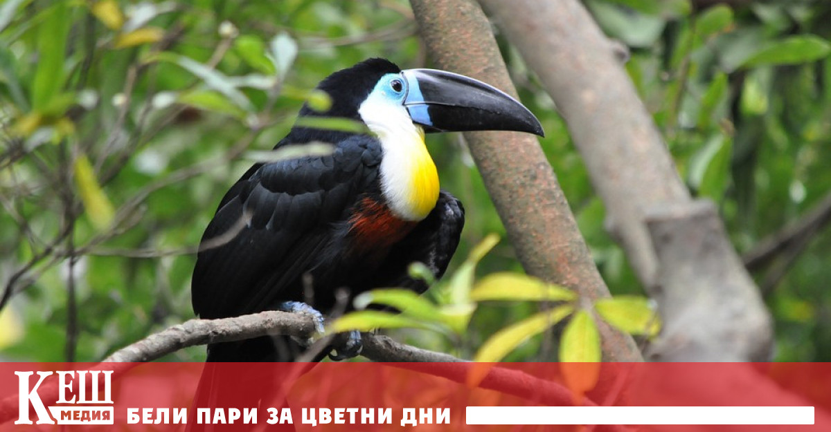 За реалните мерки в защитата на горите по света