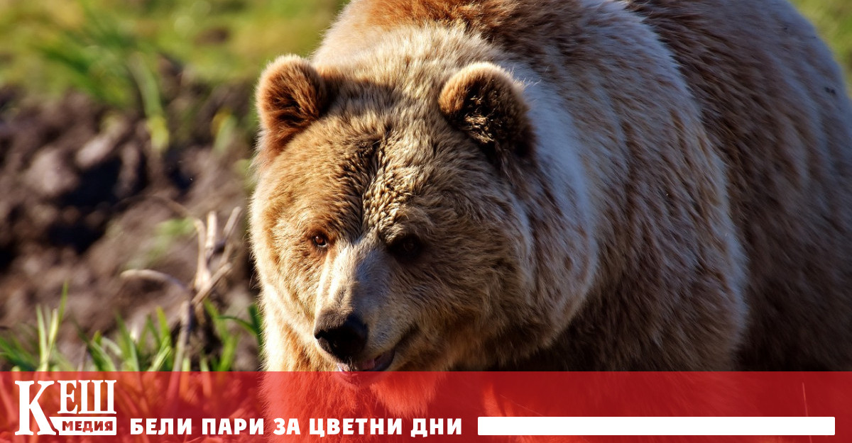 Информационна кампания за поведението в планината след инцидента край Белица