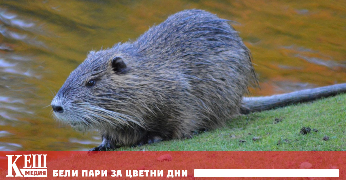 Бобрите в Лондон се завръщат като част от естествената градска среда