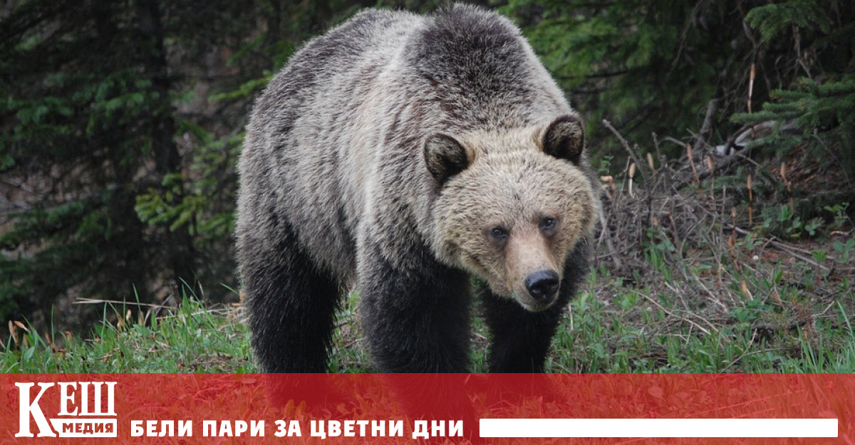 Мечка гризли уби колоездач в малко градче в САЩ