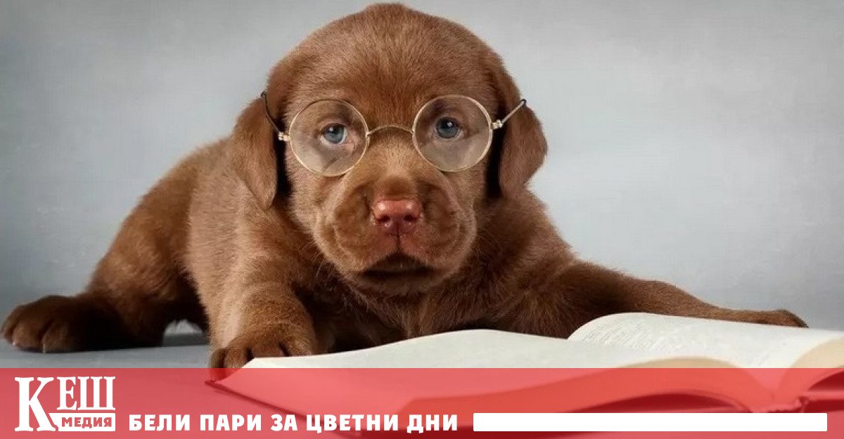 Коя е най-интелигентната порода кучета според учените