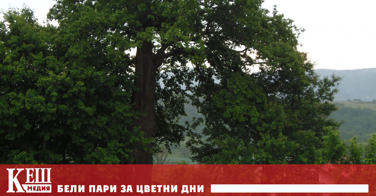 Министър Личев обяви за защитено вековно дърво на 300 години