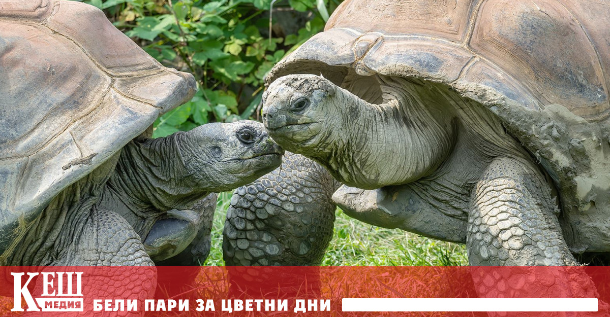 На 130 години почина най-възрастният обитател на Виенския зоопарк