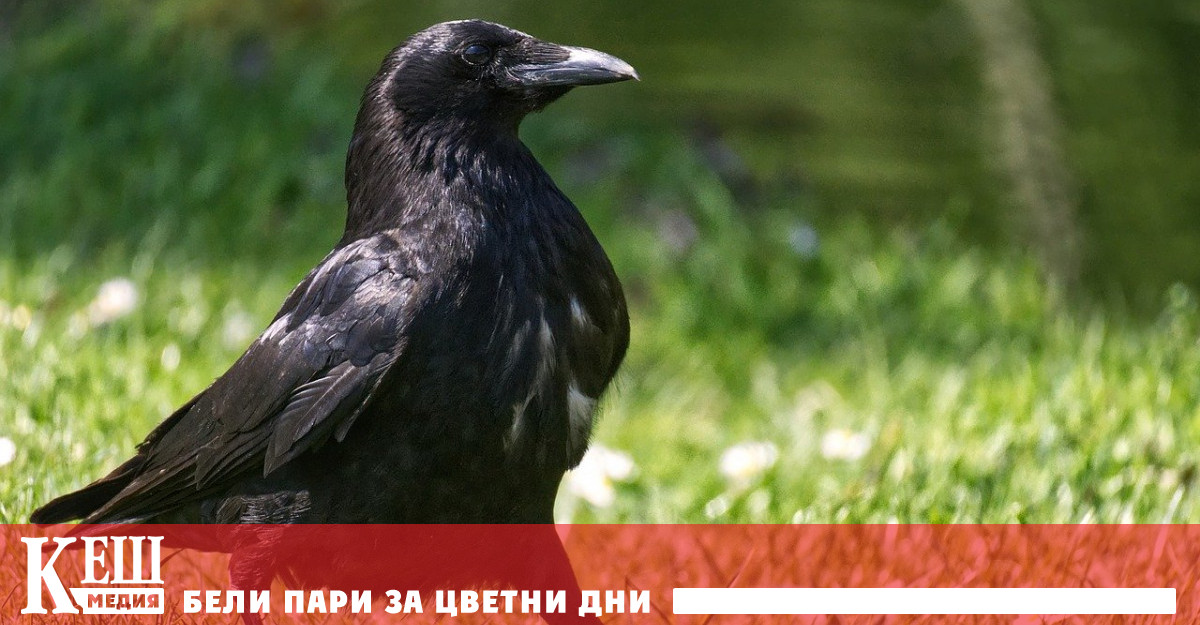 Градски проект учи свраките да събират нашите отпадъци