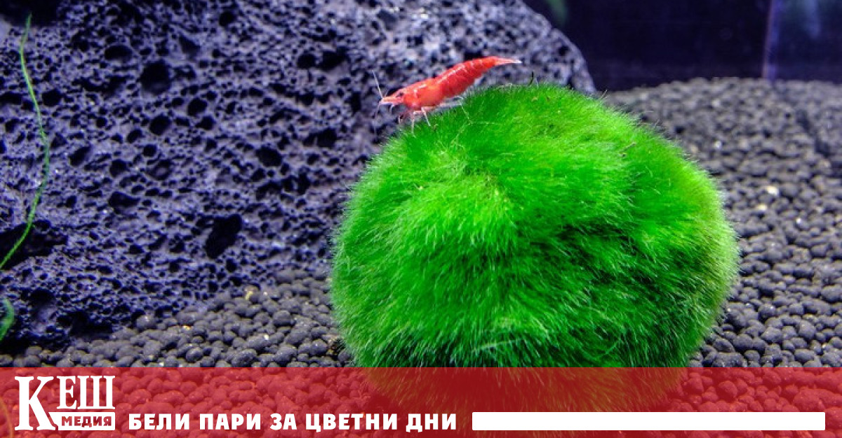 Японският мъх маримо: чудните топчета на природата