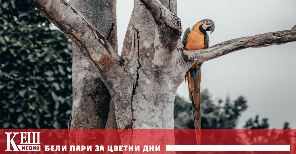 Амазонските гори започват да излъчват повече въглероден диоксид, отколкото поглъщат