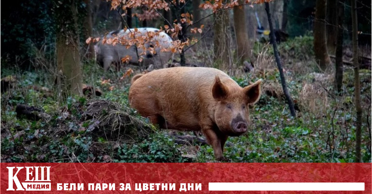 Дивите прасета са по-опасни за екологията, отколкото един милион автомобили