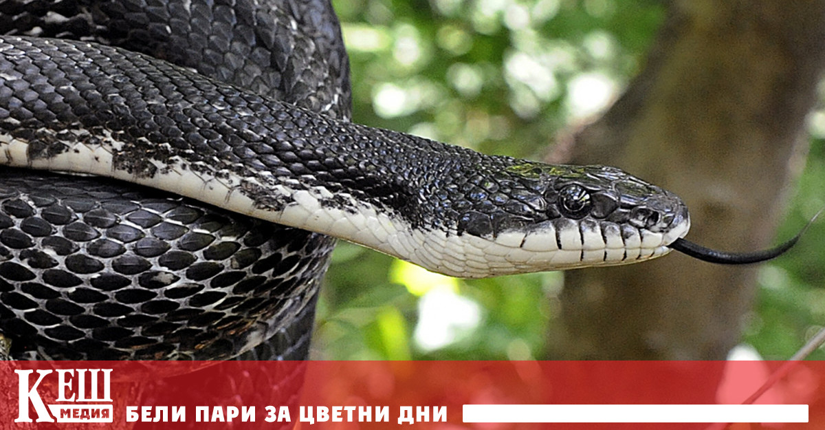 Учени измерват радиацията във „Фукушима“ със змии