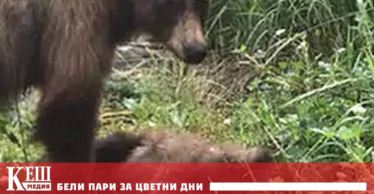 Мечка с часове отчаяно се опитва да съживи премазаното й от автомобил меченце