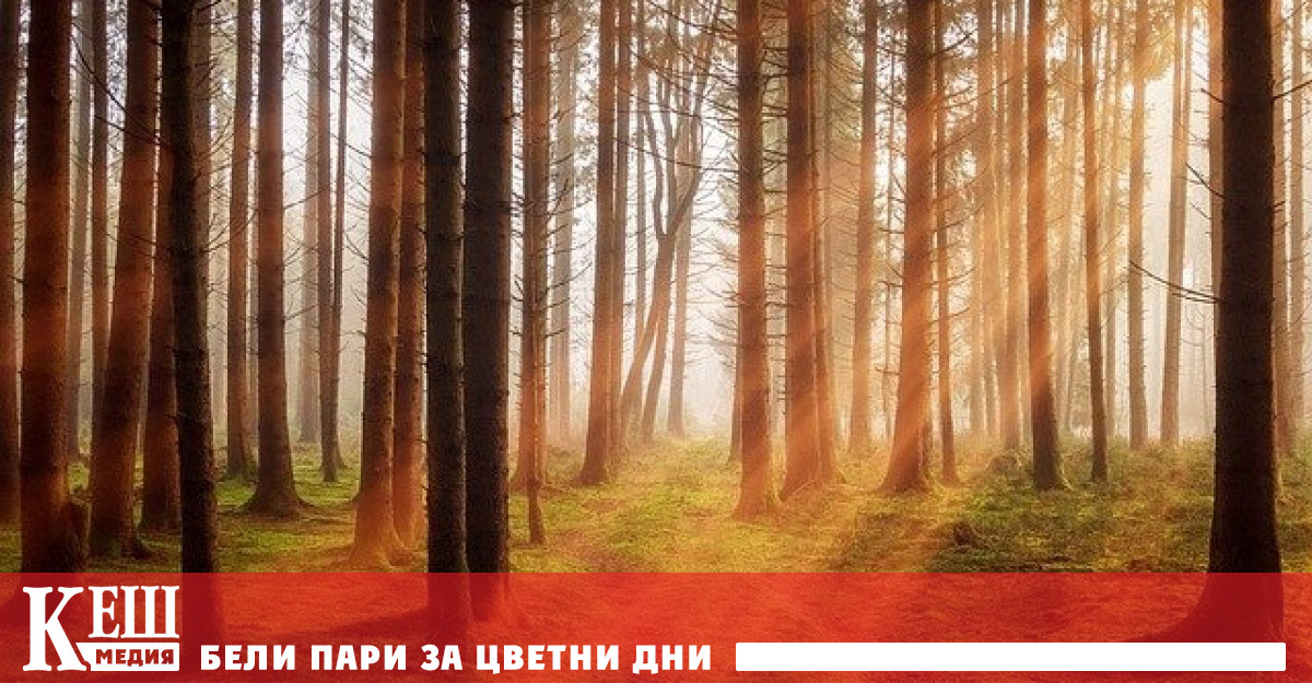 Защо изкуственото засаждане на дървета е безполезно