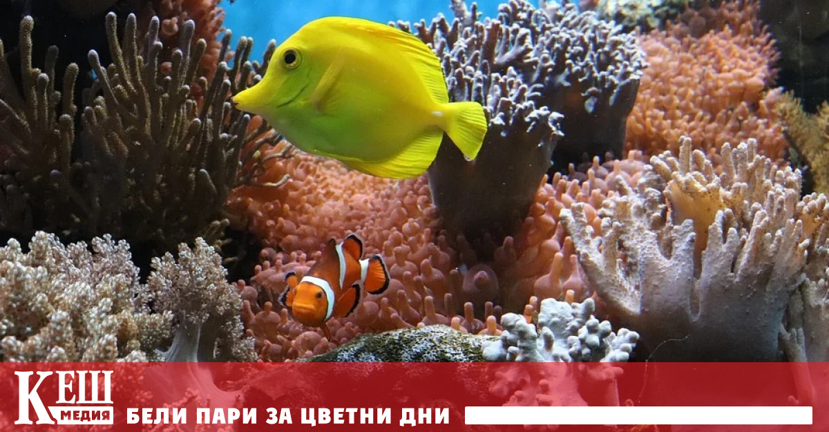 Спасяват коралите с дипломация в науката