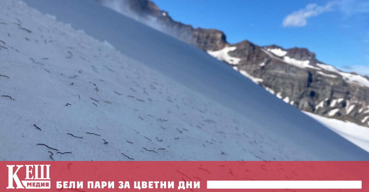 Милиарди червеи излязоха от ледниците в Северна Америка