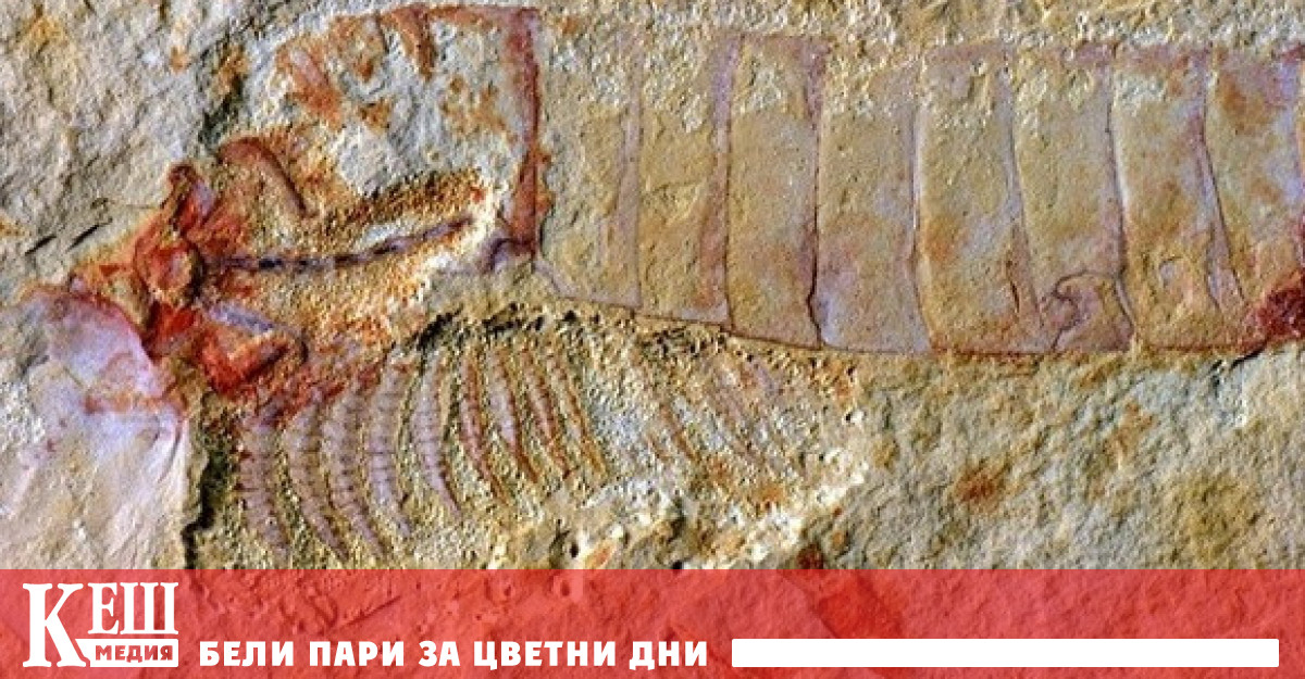 Уникална находка: мозък под формата на вкаменелост, който е на 310 милиона години