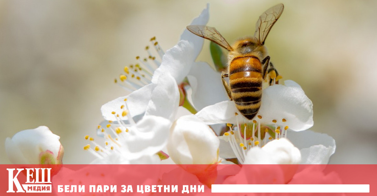 Спасете пчелите, спасете света