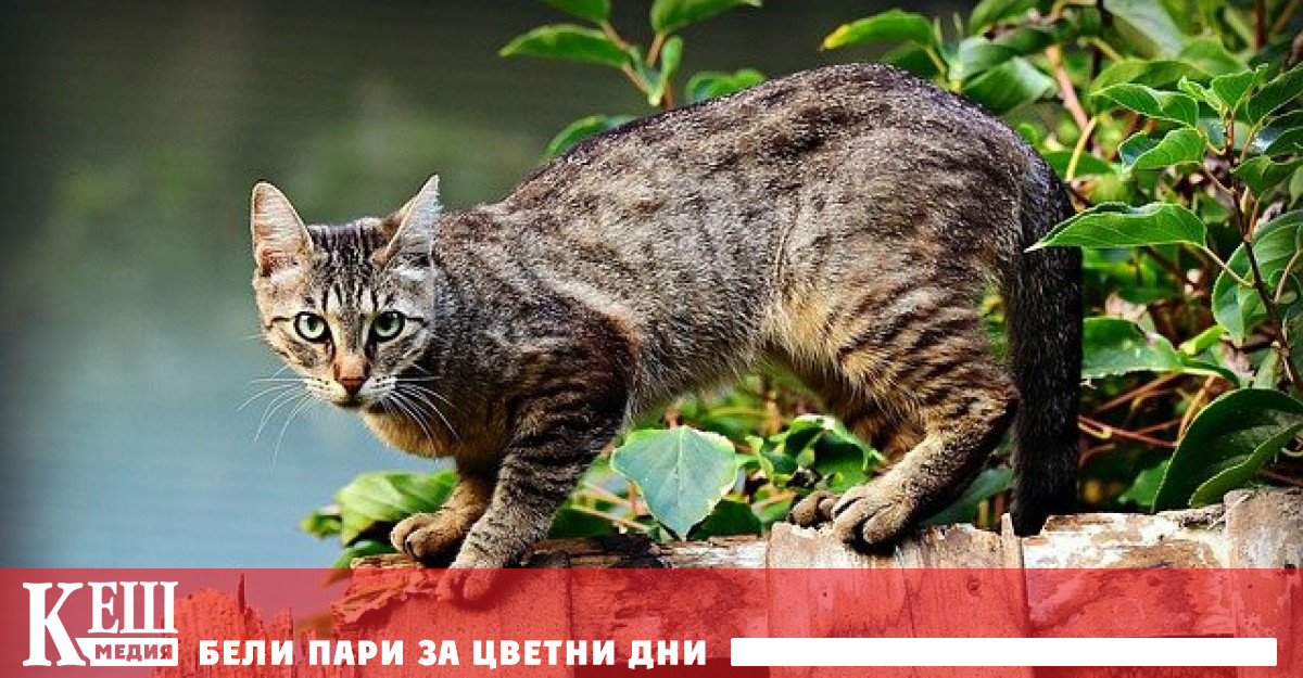 Във Великобритания осъдиха на 5 години затвор сериен убиец на котки