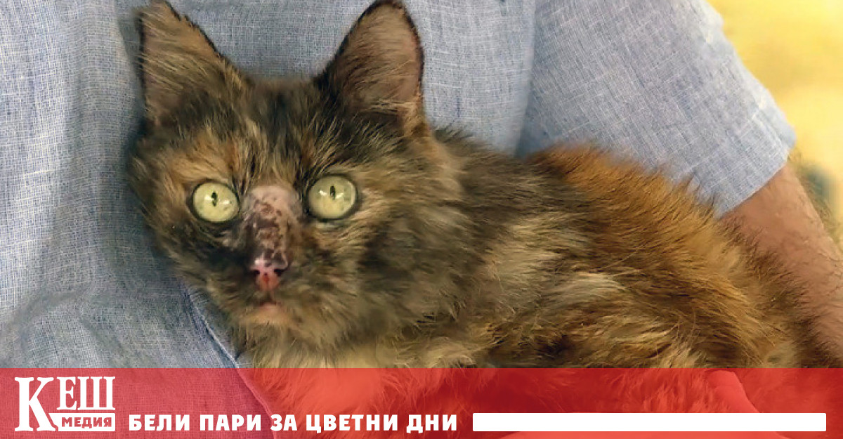 Руснак плати 11 хиляди долара за бъбречна трансплантация на котката си