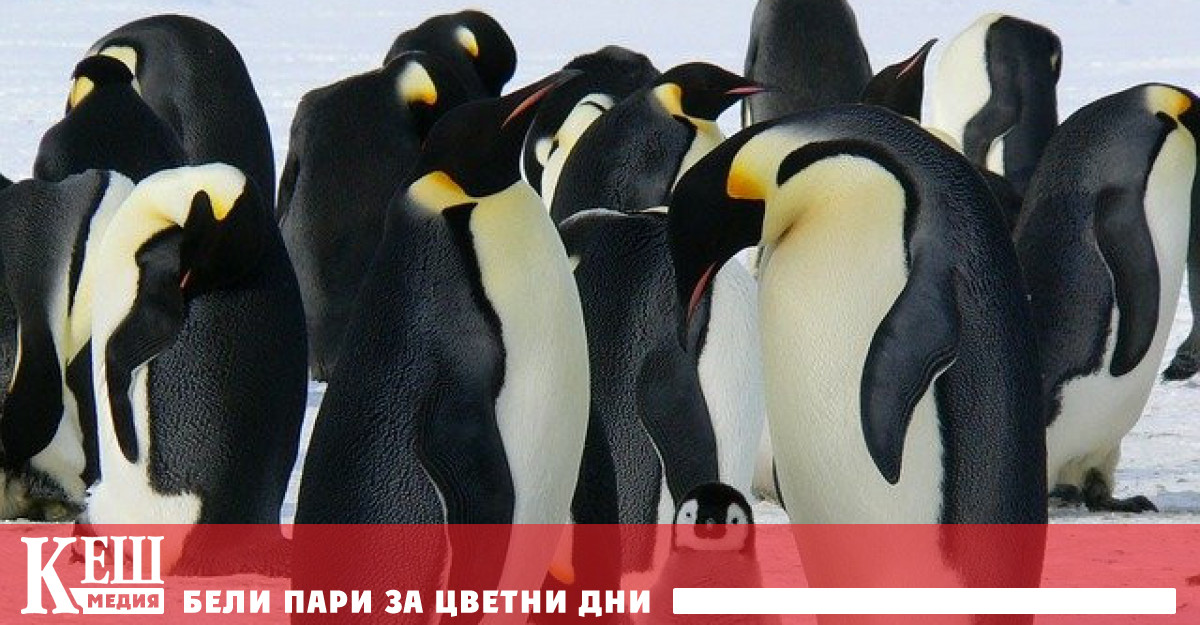Повече от 80% от колониите на императорските пингвини ще изчезнат до 2100 г.