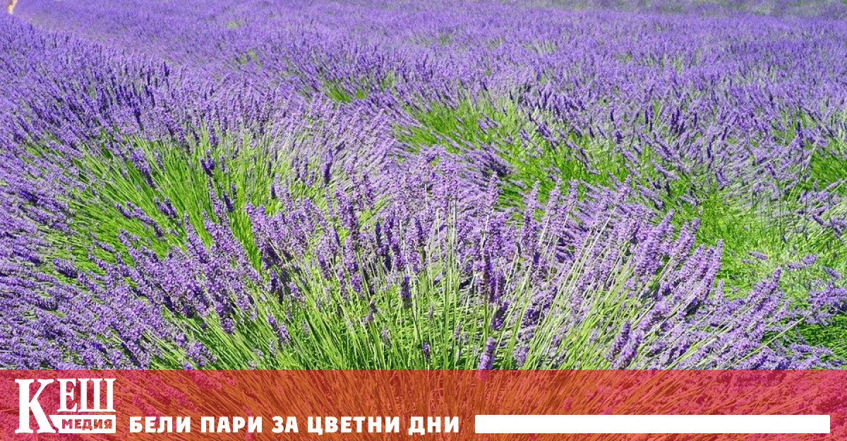 Молдова възстановява производството на лавандулово масло