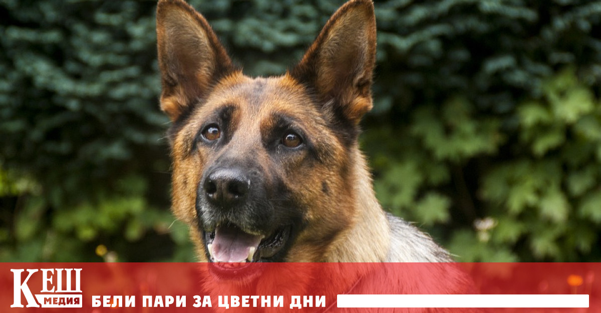 Кучетата като екстрасенси: те могат да определят дали хората лъжат или грешат