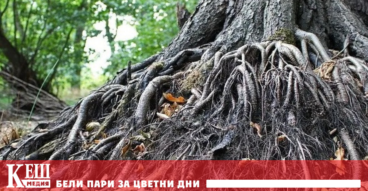 Учени за първи път наблюдаваха как растенията пият вода от почвата