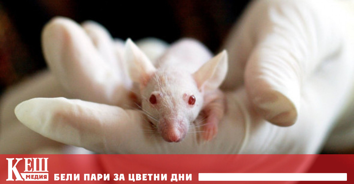 Учени успяха да удължат живота с 39%