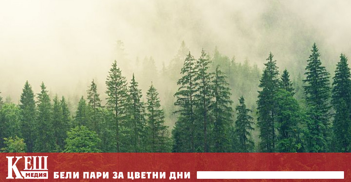 Горите увеличават облаците и влияят на водния цикъл