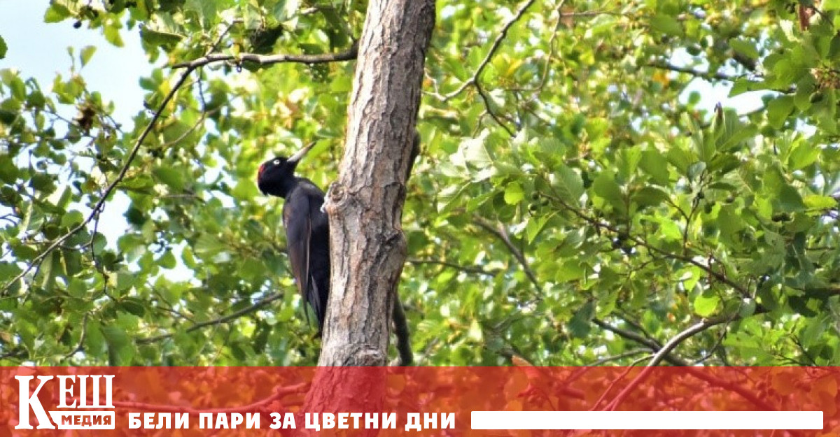 Министър Личев обяви две нови защитени територии