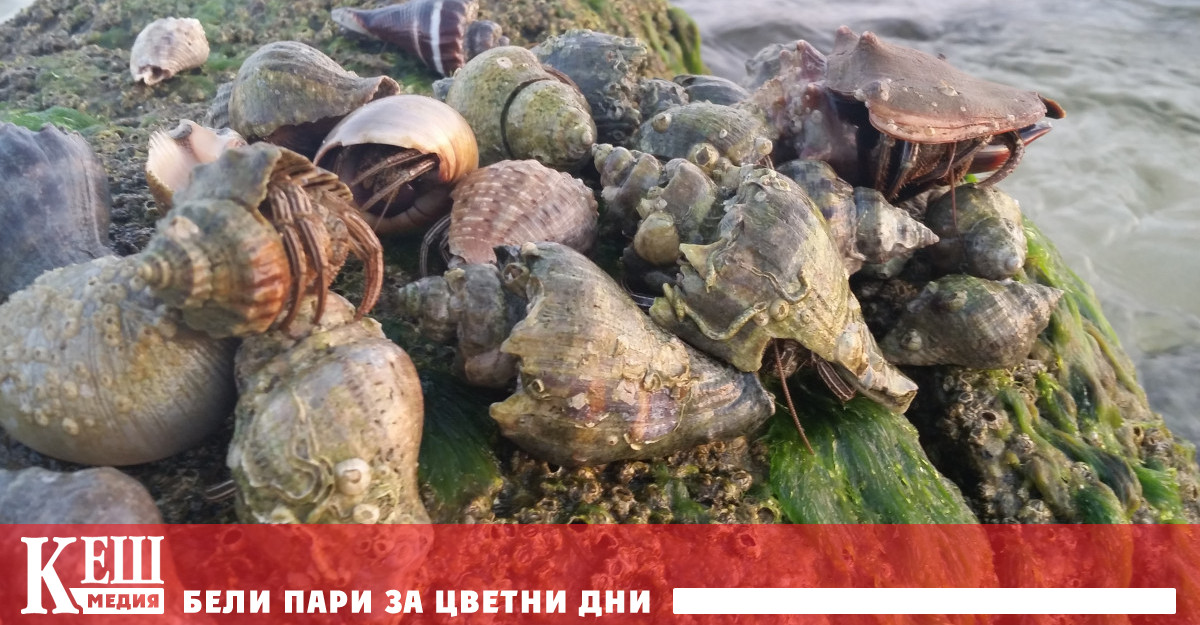 Пластмасата в световния океан – още един нелеп опит да излъжем природата