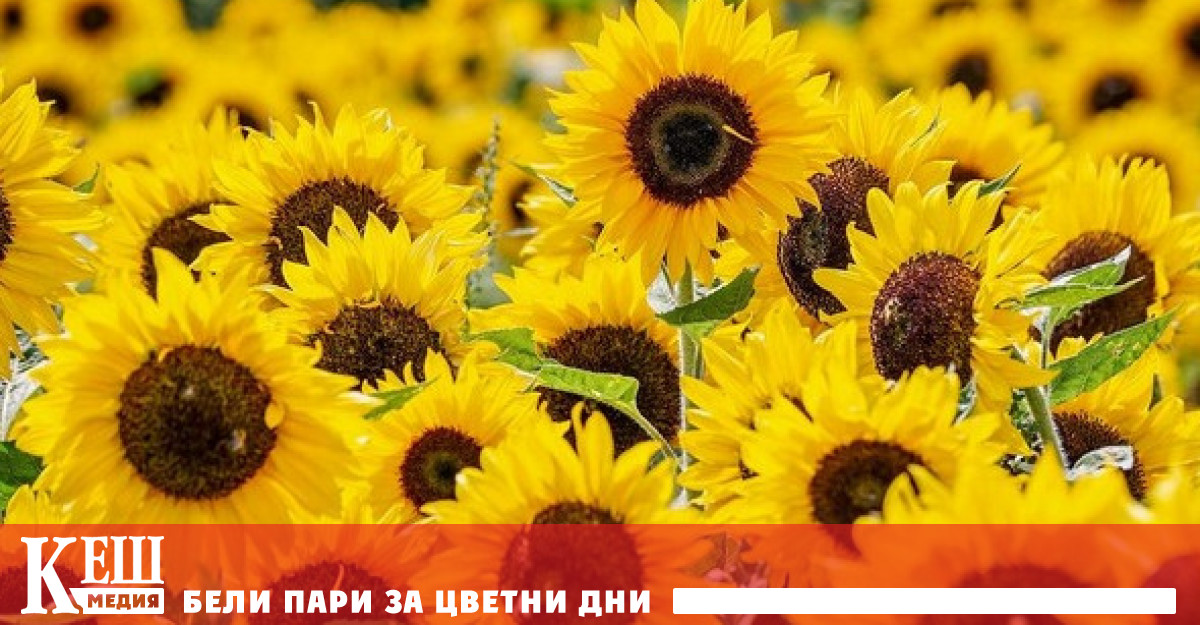 Защо слънчогледите гледат на изток?