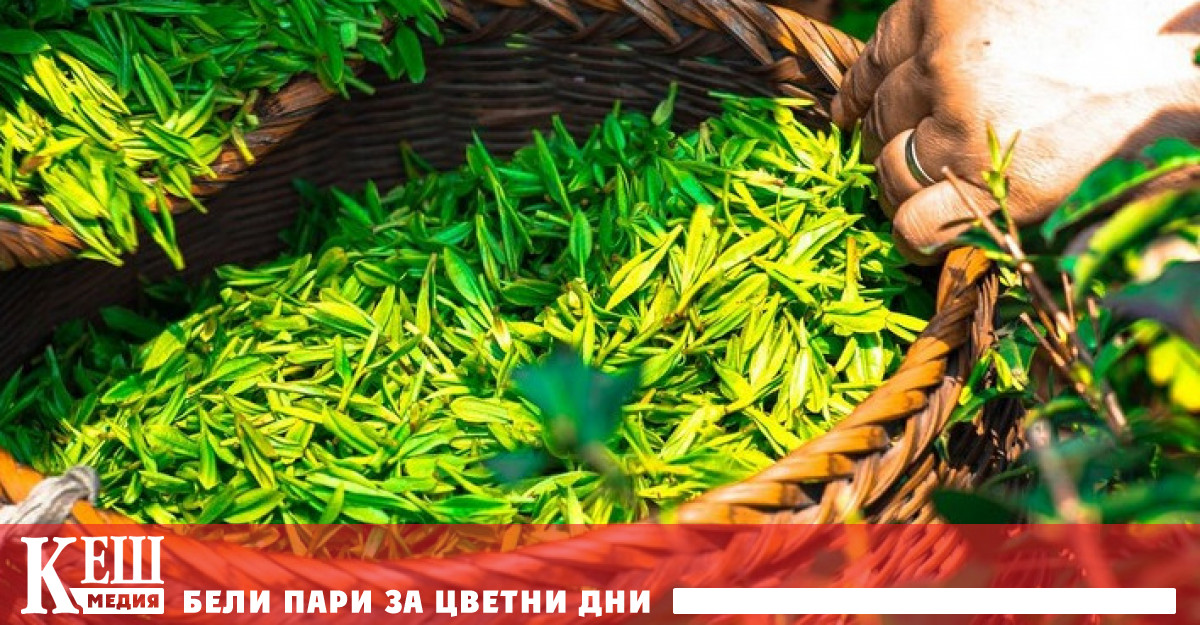 Топ 10 страни производители на чай