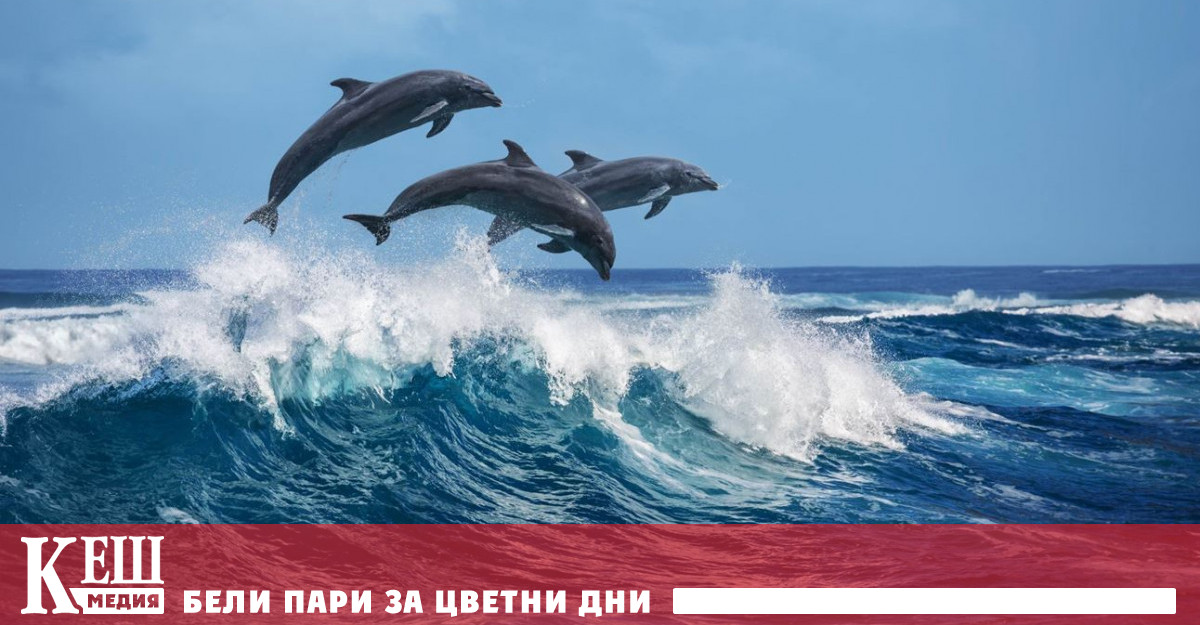 Делфини спасиха плувец в ледените води на Ирландия