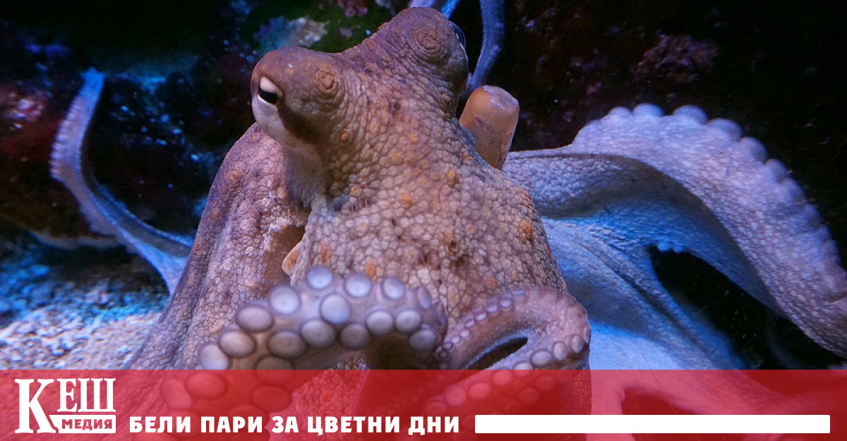 Женските октоподи се предпазват от досадни ухажори като ги замерват с раковини