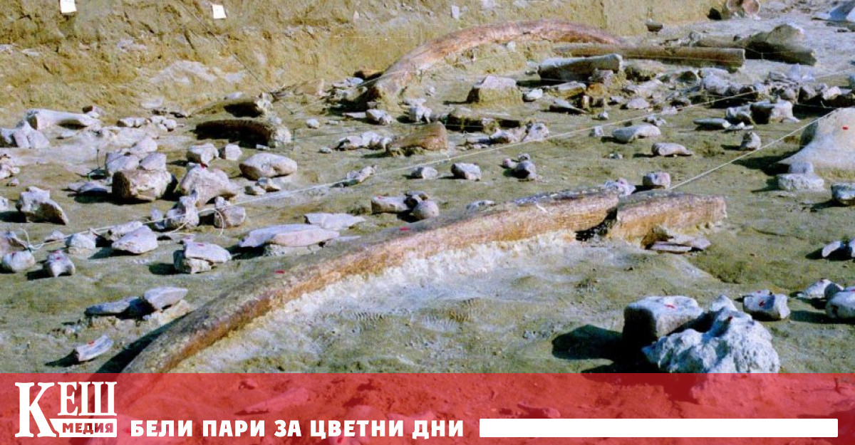 Инструменти от слонова кост  на 400 хиляди години са намерени в Италия