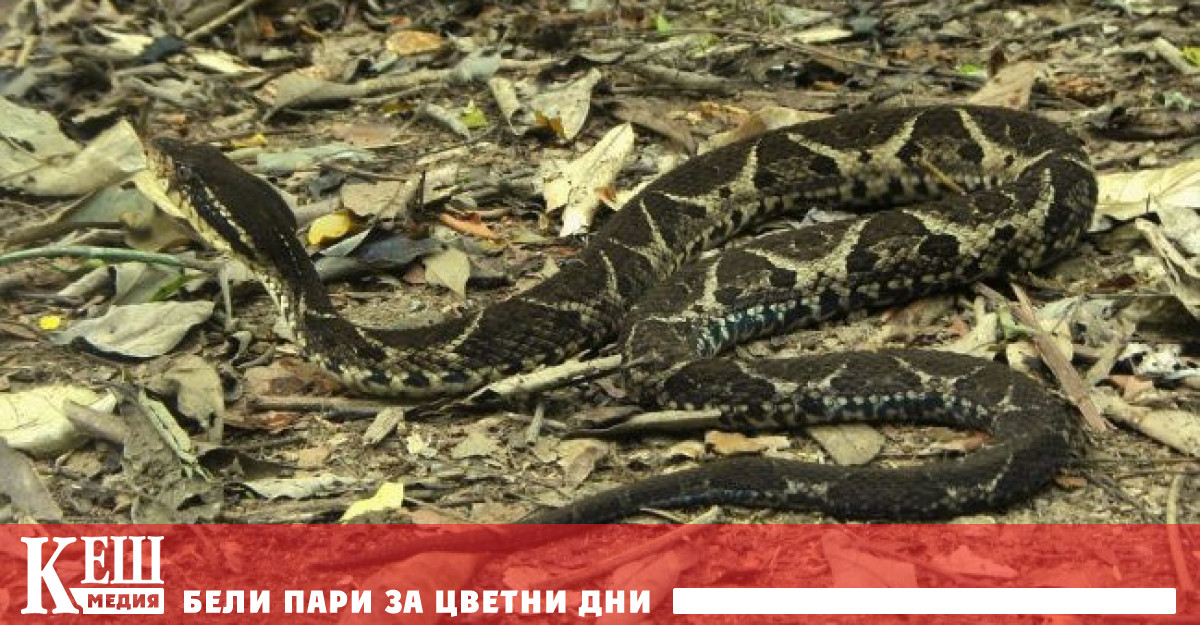 Открита е змия, чиято отрова блокира размножаването на коронавируса