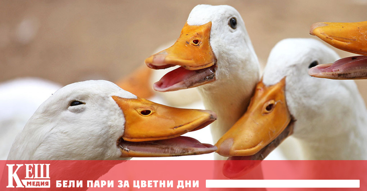 Патиците проговориха, за да ни покажат как се обиждаме