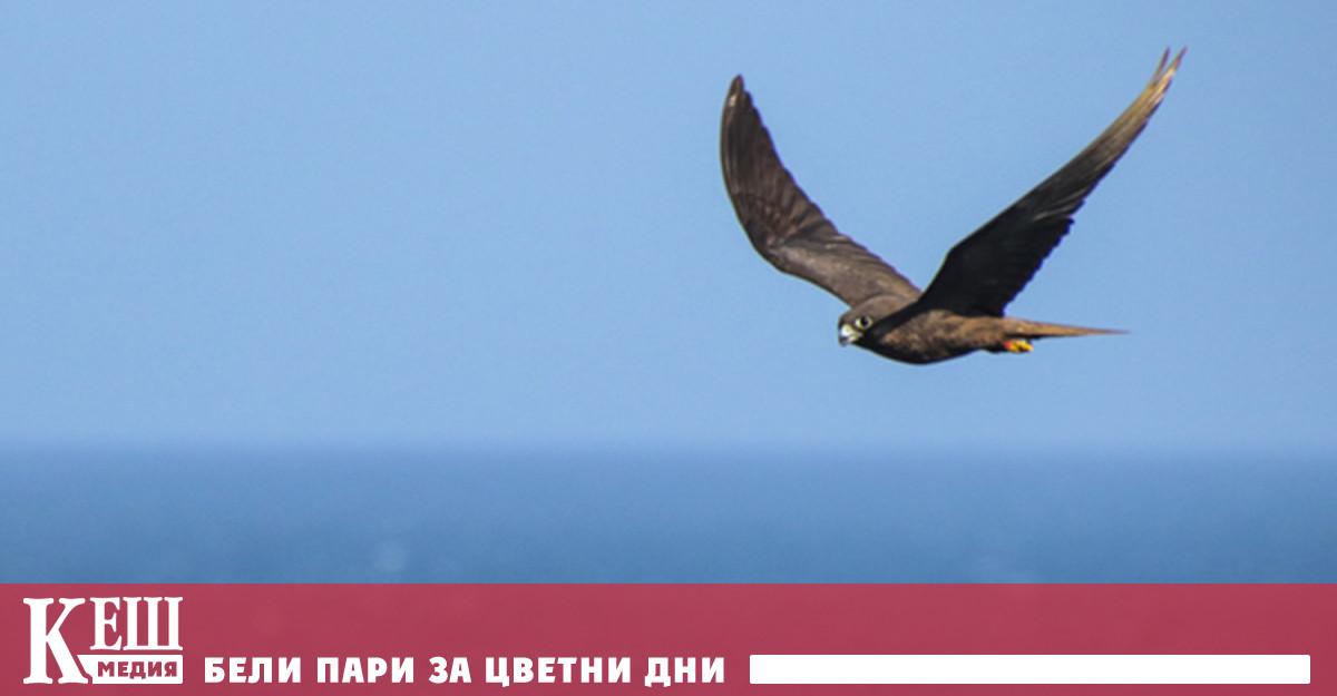 Орнитолози изясниха как сухоземните птици пресичат океаните без почивка