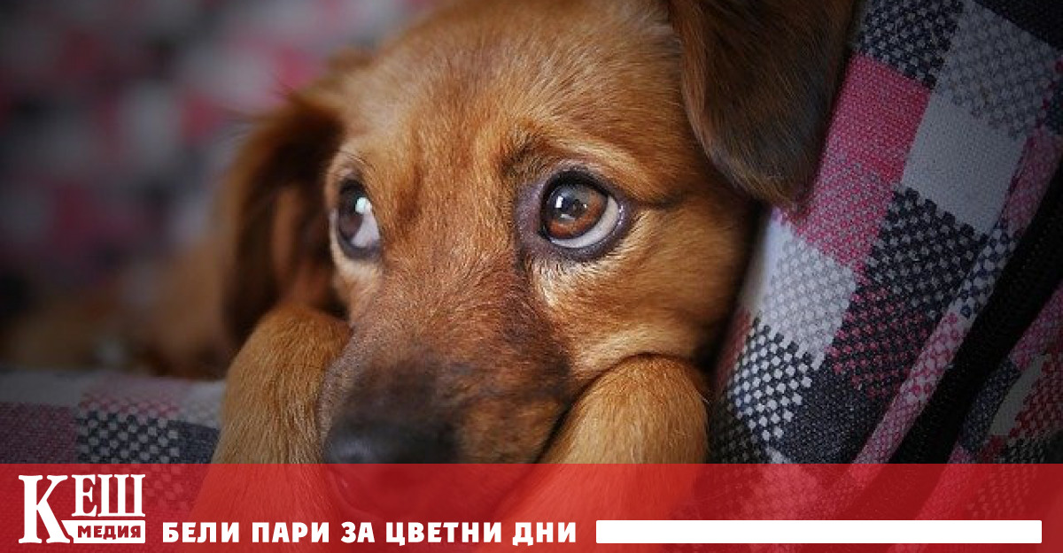 В Англия за една година са откраднати над 2 000 домашни кучета