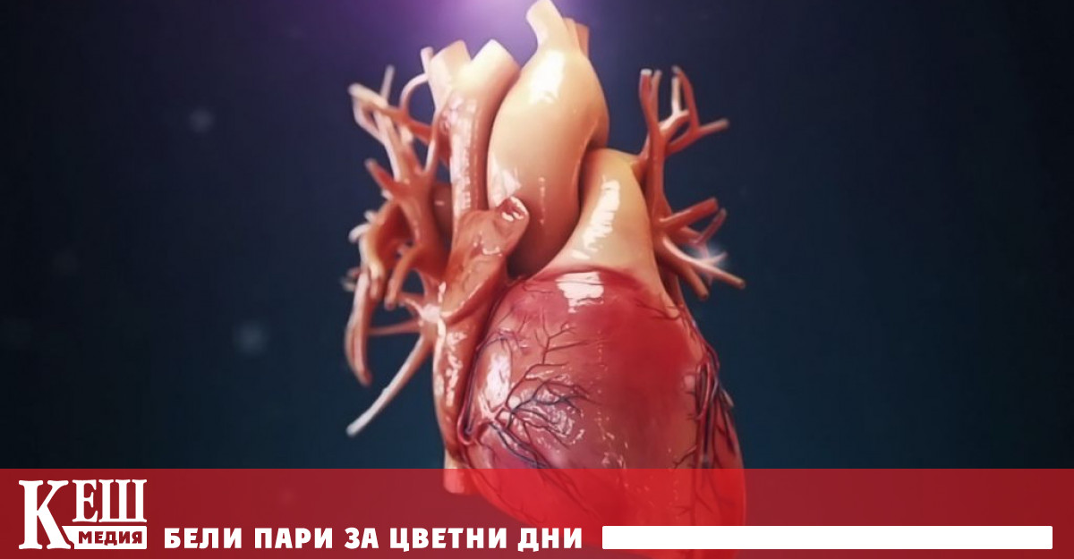 Ако сърцето е мускул, защо не се уморява?