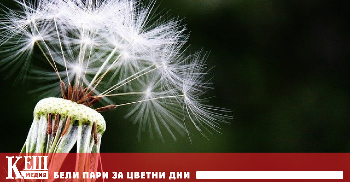 Учени откриха признаци на интелект в растенията