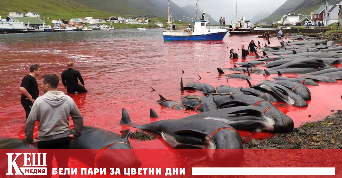 Варварско клане на делфини в европейска Дания предизвика гнева на много хора