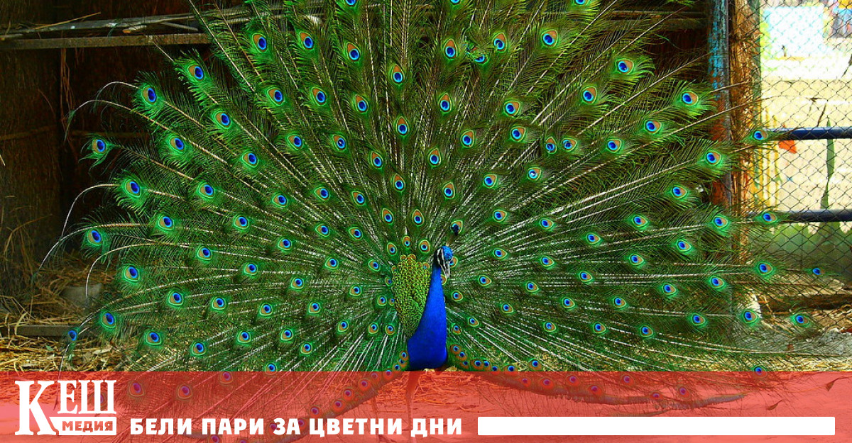 Естественият подбор: кои оцеляват - най-силните, или тези, които са най-атрактивни?