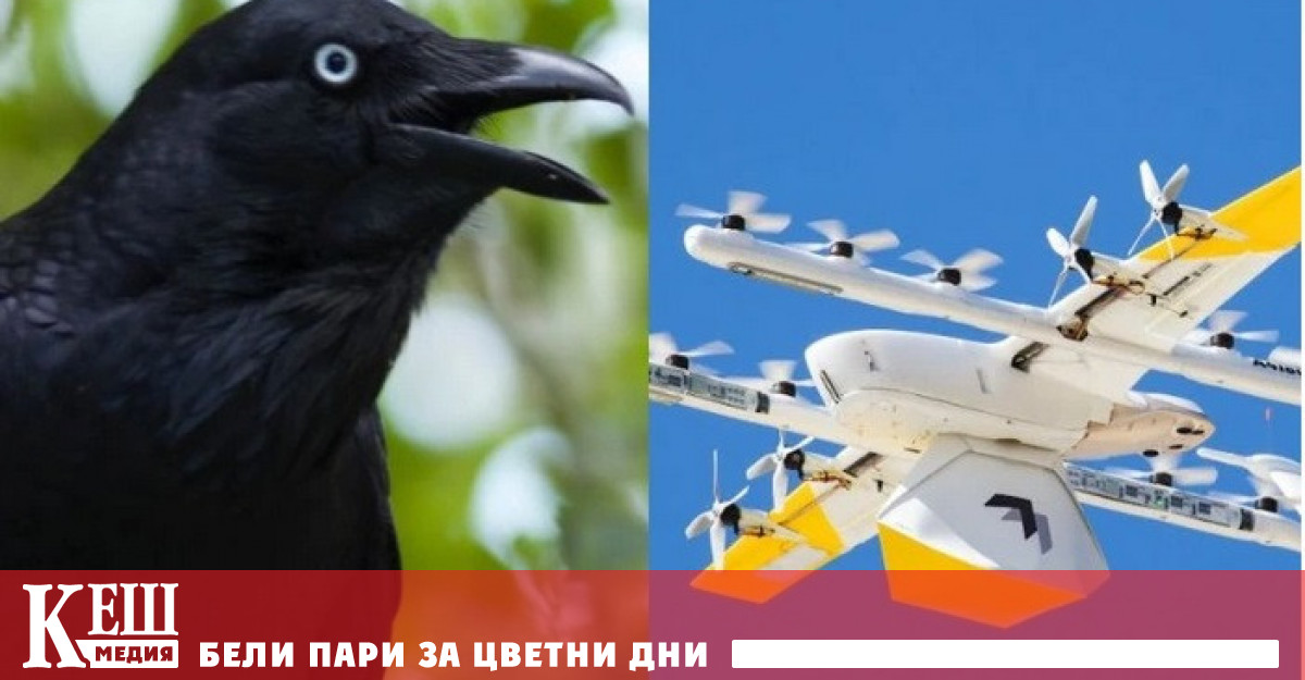 Бой между врана и дрон за доставка на кафе е заснет на видео