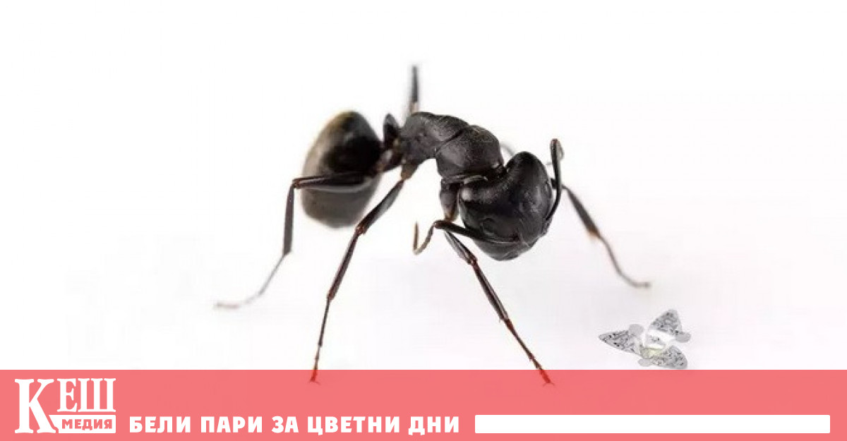 Летящи микрочипове, пренасяни от въздуха, създадоха в САЩ